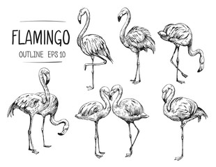 Flamingo sketch. Hand drawn illustration converted to vector. Outline with transparent background