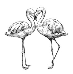 Flamingo sketch. Hand drawn illustration converted to vector. Outline with transparent background