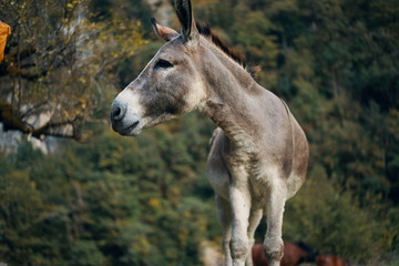 portrait of a donkey