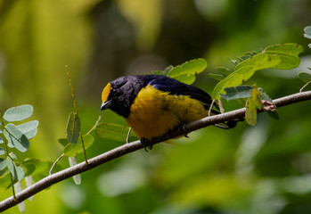 Black and yellow bird