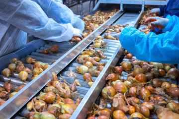 The hands of the employee who sort the onions bulbs on the sorting line. Production facilities for grading, packing and storage of crops of large agricultural companies.