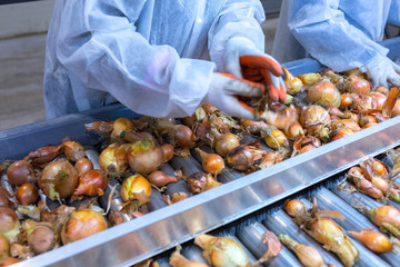 The hands of the employee who sort the onions bulbs on the sorting line. Production facilities for grading, packing and storage of crops of large agricultural companies.