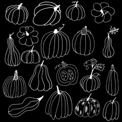 Set of white hand drawn pumpkin contours. Pumpkins with doodle style on a black background. Thanksgiving Halloween greeting card design elements. A collection of healthy vegetables for the menu. 
