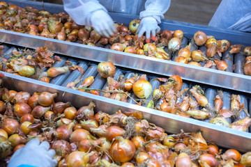 The hands of the employee who sort the onions bulbs on the sorting line. Production facilities for...