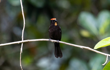 Black bird on a branch