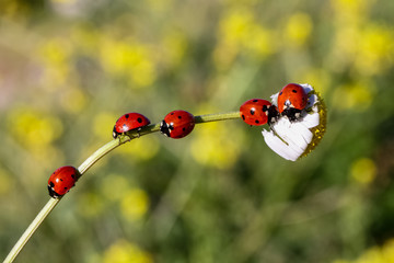 ladybug on branch © mehmetkrc