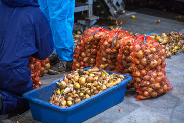 The hands of the employee who packed the sorted onions into a mesh bag on the sorting line. Production facilities of grading, packing and storage of crops of large agricultural firms.