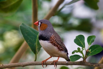 bird on a branch