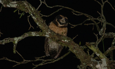 Owl perched on branch