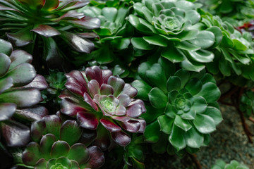 succulents plant with flower shape