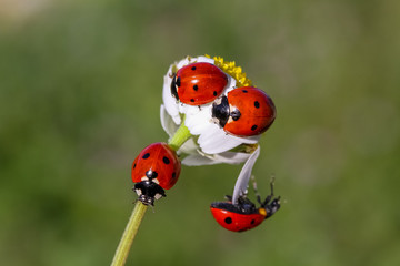 Fototapeta premium Ladybug on daisy flower