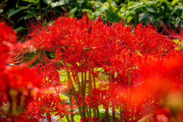 Spider lily