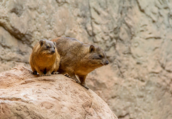 rock hyrax in stony ambiance