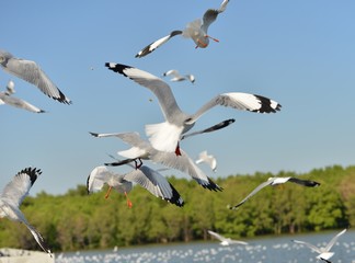 Group of seagulls flying on the blue sky background closeup. Joyfully and beautifully.