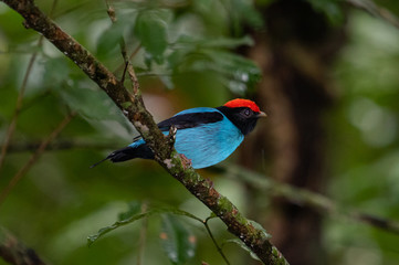 Cute bird on a branch