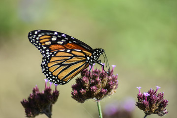 Monarch on Purple Flower