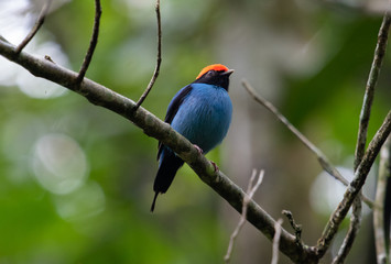 Colorful bird on a branch