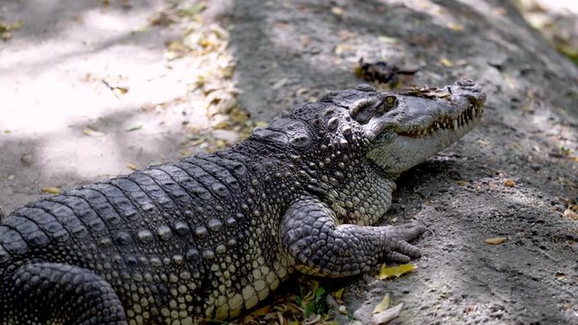 Dangerous large crocodile in Thailand, Wildlife animal
