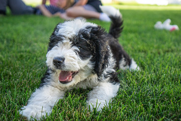 dog playing on grass