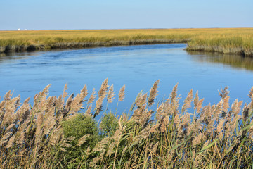Blackwater Marsh