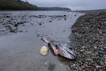 Discarded salmon carcasses lie along the river after spawning