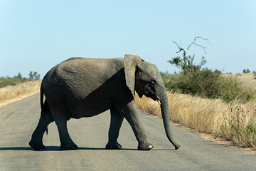 Elefante cruzando la carretera en el parque nacional Kruger, Sudáfrica.