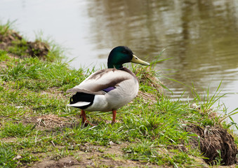 duck by the lake, portrait
