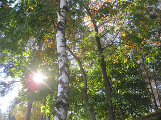 Fototapeta premium Lovely sunshine through the picturesque birch forest