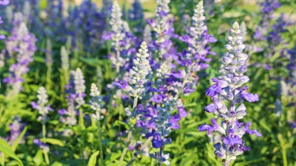 field of lavender flowers blooming 