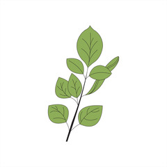 Eucalyptus leaves vector on white background