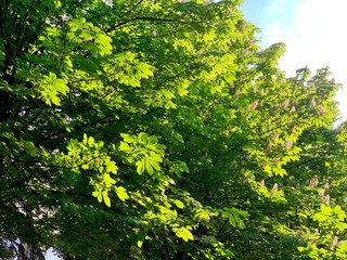 green leaves of tree in spring