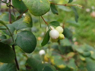 Fototapeta premium Symphoricarpos albus&nbsp;is a species of flowering plant in the&nbsp;honeysuckle family known by the common name&nbsp;common snowberry.