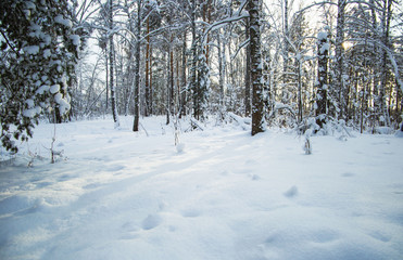 winter forest covered with white fluffy snow