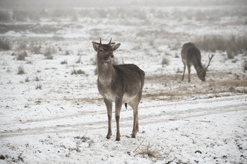 Herd of fallow deer (Dama dama) walking around and grazing in misty winter day 