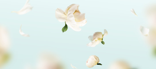 Flying peonies flowers petals at blue pastel background with copy space. Creative floral levitation...