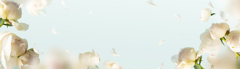 Flying peonies flowers petals at blue pastel background with copy space. Creative floral nature layout. Spring blossom concept for wedding, women, Mother, 8 March, Valentine's day. Wide long banner.