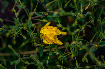 Yellow flower on green grass background on Altai, Russia