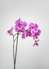 Orchidée violet dans une maison à la lumière