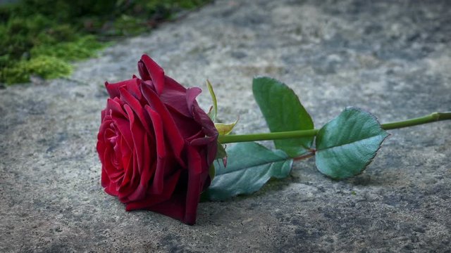 Red Rose Is Placed On Gravestone