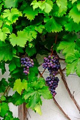 Red Pinot Noir, red wine grapes hanging on bunches with green leaves as background in vineyard.