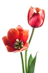 Pair tulip flowers isolated on a white background