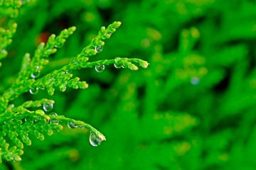 Water drop on leaves of Thuja (Arborvitae, Oriental Arbor-vitae, Platycladus) with blurred green leaves background.