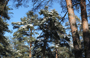 Pine trees in the winter. Snow.