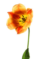 Alone red-yellow tulip flower isolated on a white background