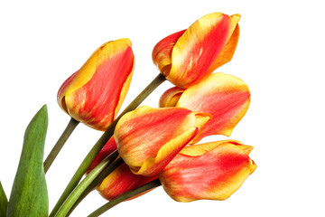 Red-yellow tulip flowers isolated on a white background