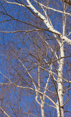 Birch branches against the blue sky