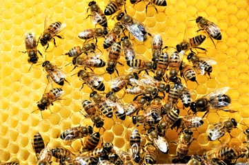 Closeup shot of a group of bees creating a honeybee full of delicious honey