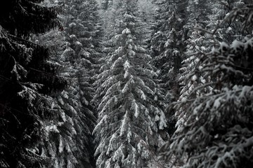snow forest wood landscape with conifer trees.