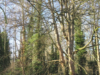 trees in the forest