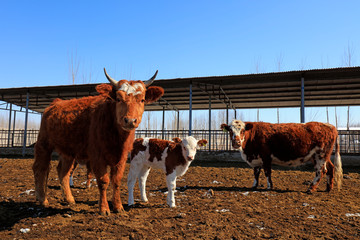 Beef cattle in a farm